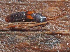 Siagonium quadricorne