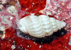 Reticunassa poppeorum