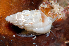 Reticunassa poppeorum