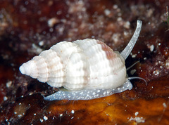 Reticunassa poppeorum