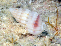Reticunassa poppeorum