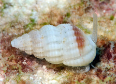 Reticunassa poppeorum