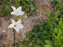 Nicotiana repanda