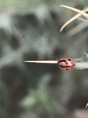 Coccinella miranda