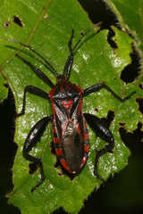 Piezogaster rubropictus