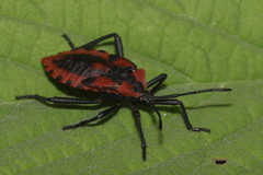 Piezogaster rubropictus