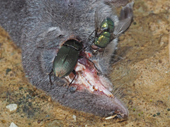 Poecilus versicolor
