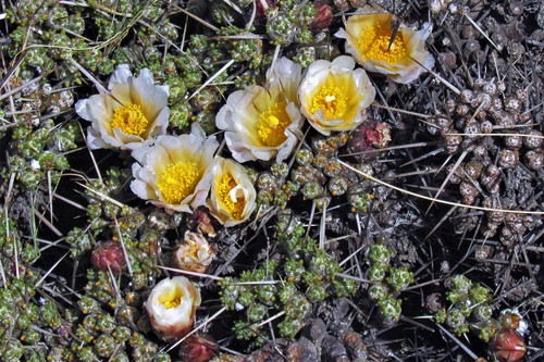 Maihuenia patagonica (Phil.) Britton & Rose