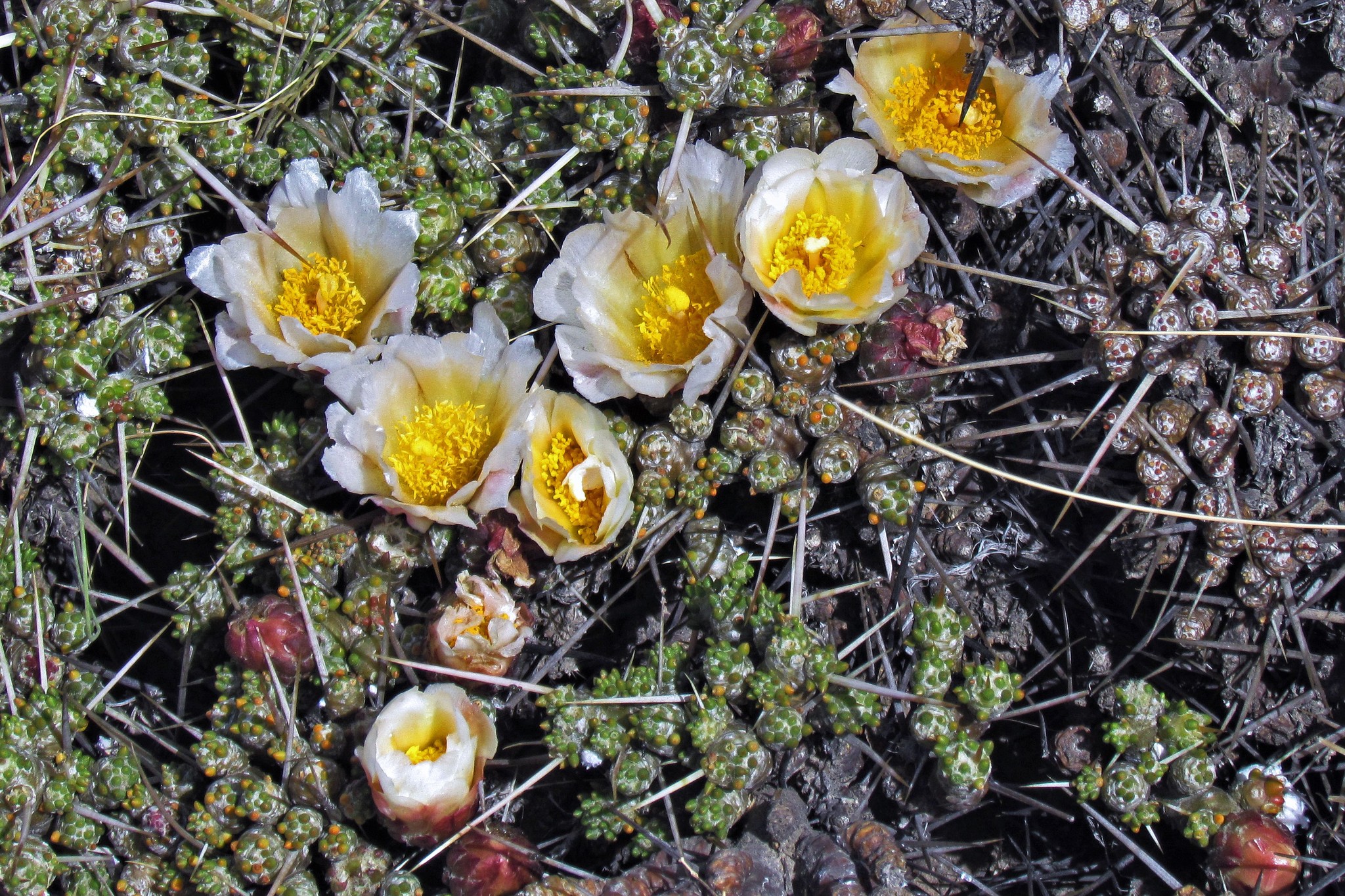 Maihuenia patagonica