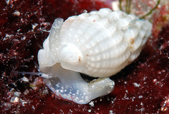Reticunassa poppeorum