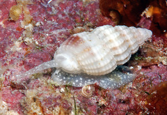 Reticunassa poppeorum