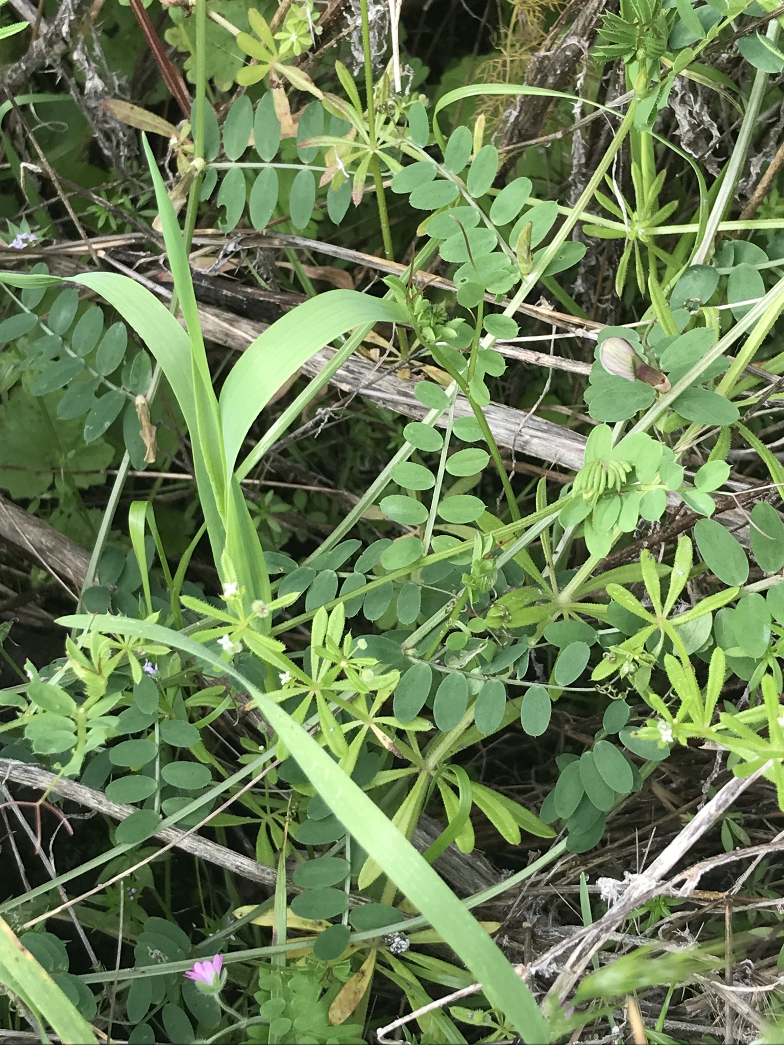 Vicia lutea