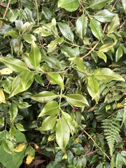 Euonymus carnosus
