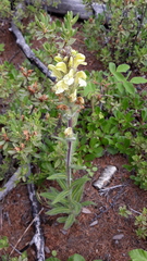 Pedicularis tristis