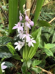 Calanthe aristulifera