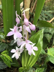 Calanthe aristulifera