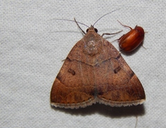 Plecopterodes moderata