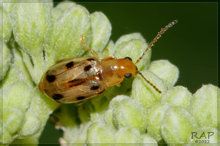 Systena novemmaculata