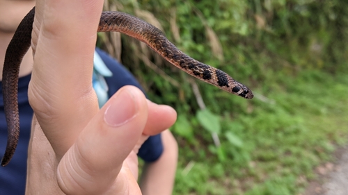 Taiwan Keelback