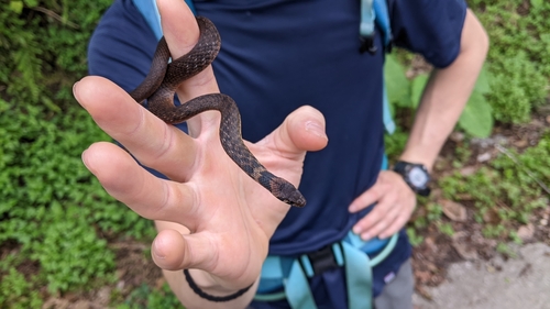 Taiwan Keelback