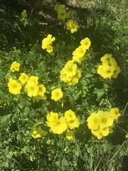 Oxalis pes-caprae
