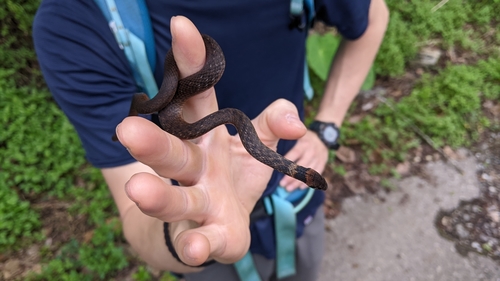 Taiwan Keelback