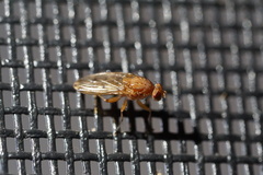 Suillia quinquepunctata