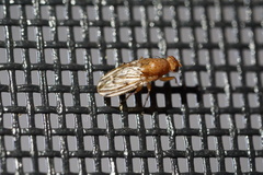 Suillia quinquepunctata