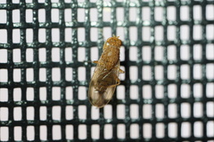 Suillia quinquepunctata