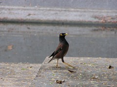 Acridotheres tristis