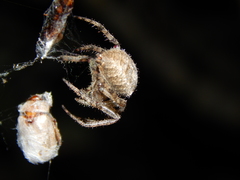 Pararaneus cyrtoscapus