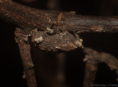 Poropterus bisignatus