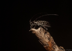 Stenellipsis pantherina