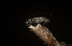 Stenellipsis pantherina