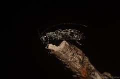 Stenellipsis pantherina