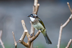 Pycnonotus sinensis