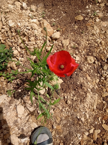 common poppy