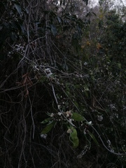 Lonchocarpus guatemalensis