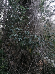 Lonchocarpus guatemalensis