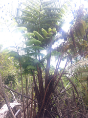 Cibotium glaucum