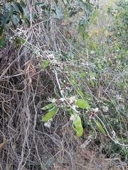 Lonchocarpus guatemalensis