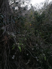 Lonchocarpus guatemalensis