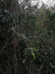 Lonchocarpus guatemalensis