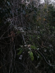 Lonchocarpus guatemalensis