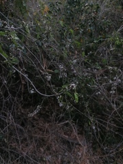 Lonchocarpus guatemalensis