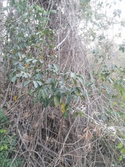 Lonchocarpus guatemalensis