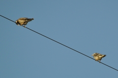 Spodiopsar cineraceus