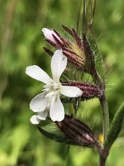 Silene gallica image