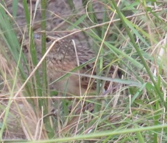 Mirafra rufocinnamomea pintoi