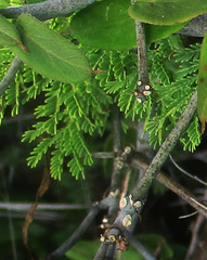 Ceropegia lugardiae image